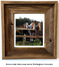 horse trail rides near me in Wellington, Colorado